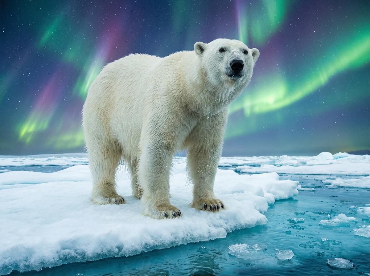 老司机北极熊视频